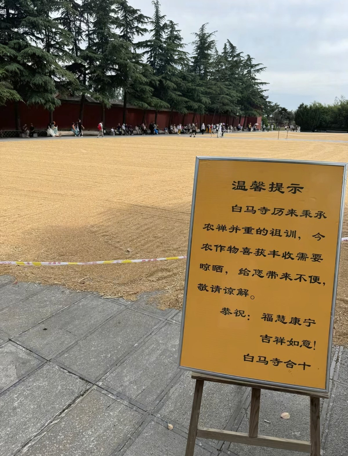 白马寺晾晒粮食发布温馨提示
