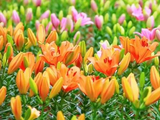 南昌凤凰沟百合花盛放，陈楚生音乐相伴赏花