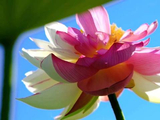 好运“莲莲”！用罗云熙的歌声祝你好运连连