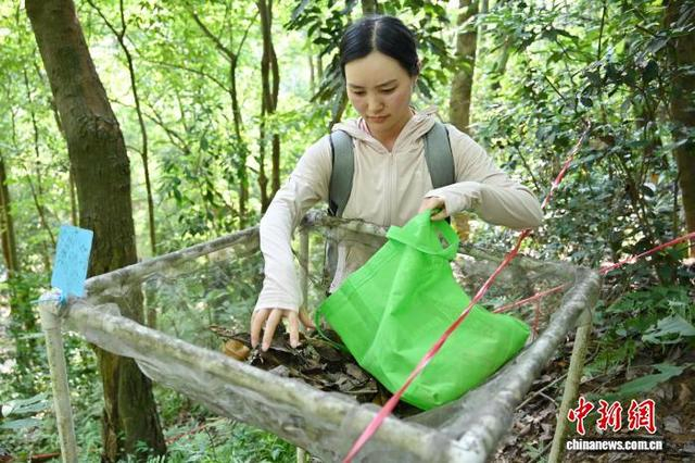 6月2日，中国林业科学研究院热带林业研究所的工作人员在广东省佛山市云勇林场收集凋落物。中新社记者 陈楚红 摄 