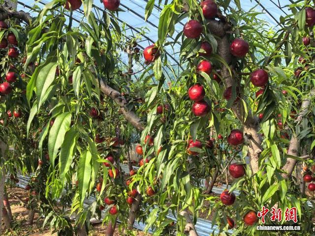 万安镇油桃种植面积3.6万亩，培育优质品种30多个。 向上 摄