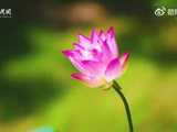 南京玄武湖荷花绽放，肖战歌声相伴赏荷