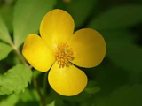 寒葱岭荷青花盛放，周深歌声伴生态画卷