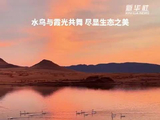 内蒙古白敏哈嘎水库霞光映水鸟，天鹅与晚霞共舞