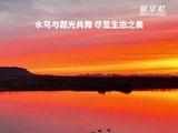 水鸟霞光共舞尽显草原湿地温柔与壮阔