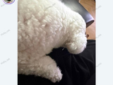 吴世勋迷糊忘爱犬生日，事后真诚认错网友大呼可爱