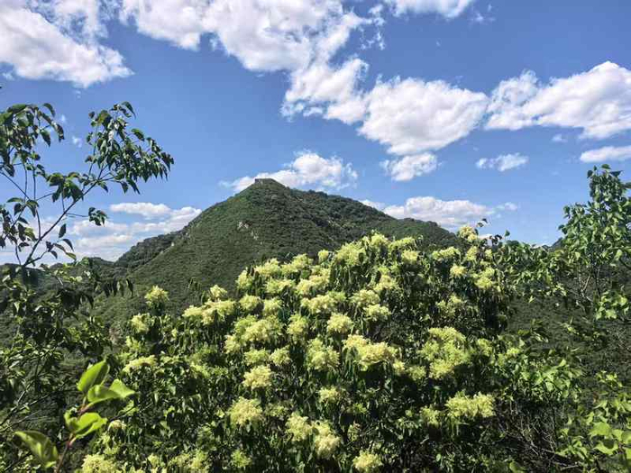 八达岭森林公园暴马丁香将迎盛花期。八达岭森林公园供图