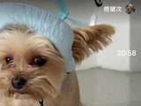 盒盒盒盒，爸比笑的太开心了，是不，球球