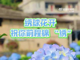 福州闽侯蓝紫绣球花盛开，马嘉祺歌声伴游蓝色秘境