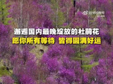 根河杜鹃谷五月下旬迎盛放，姹紫嫣红与翠绿交相辉映
