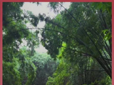 容祖儿雨中献唱杜甫草堂