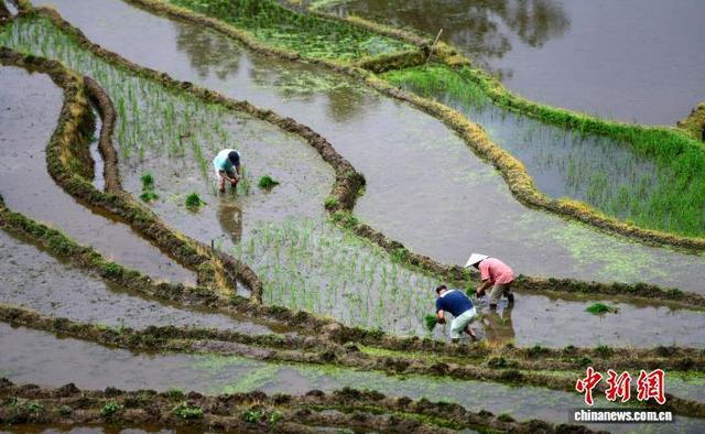 6月4日，在广西桂林市龙胜各族自治县泗水乡泗水村小岩底屯，村民在田间劳作。潘志祥 摄