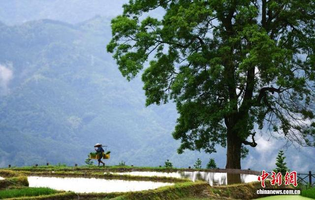6月4日，在广西桂林市龙胜各族自治县泗水乡泗水村小岩底屯，村民在田间劳作。潘志祥 摄