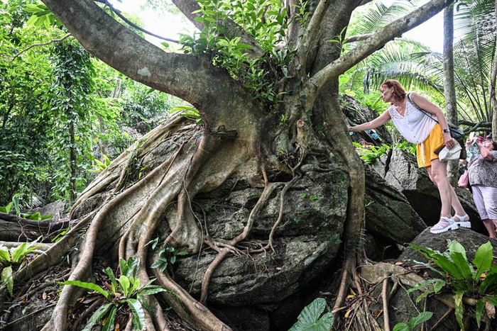 外国游客在海南保亭呀诺达雨林文化旅游区游玩。新华社记者蒲晓旭 摄