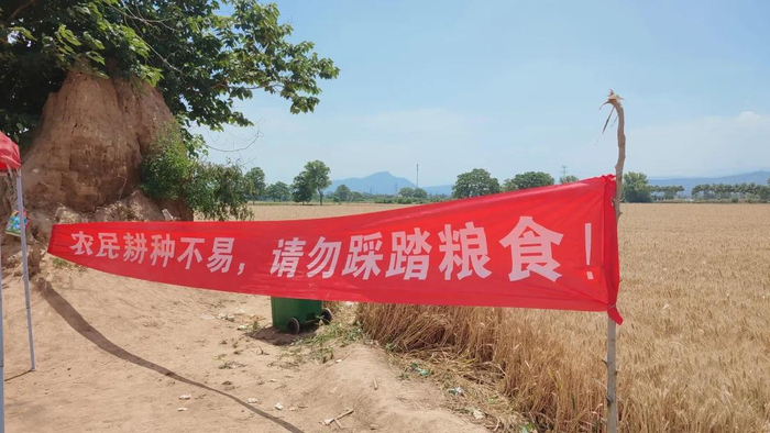 “为了凑近，麦田踩出一条路”！游客踩田拍照，农民贴告示罚款
