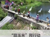 甜玉米守护绿水青山