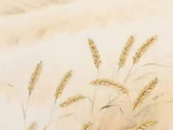 董思成朗读芒种诗意，共赏农耕节气之美