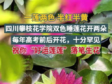 两朵双色睡莲好运连连！