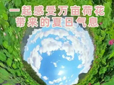 云南普者黑万亩荷花盛放，刘宇宁歌声伴夏景