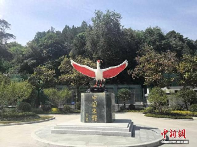 6月5日，位于陕西汉中朱鹮国家级自然保护区人工繁育中心的朱鹮雕塑。 中新社记者 韩仪 摄