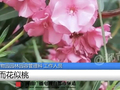 女子嘴含“网红花”拍照后中毒，紧急提醒！