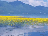 四川邛海荇菜花开如黄裙精灵舞动