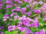 玄武湖紫色花海如梦似幻