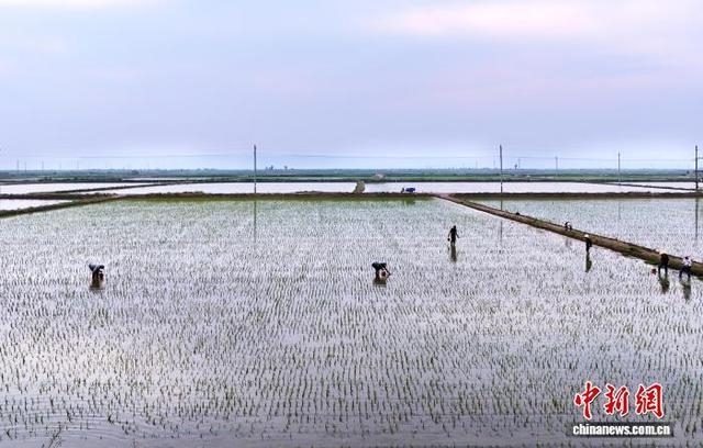 6月7日，山西省万荣县荣河镇，农户们在黄河滩涂稻田开展插秧作业。张怀心 摄