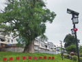 特色帮扶精准帮扶 解码瑞金凤岗村“蝶变”密码