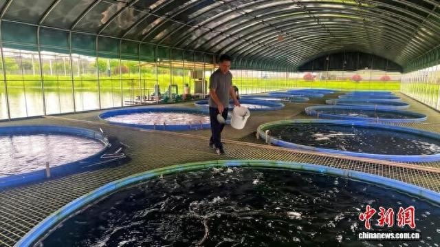 图为在江西省抚州市崇仁县郭圩乡贯桥村康沃生态养殖基地内，基地负责人詹江军为鱼群投喂饵料。崇仁县委统战部供图
