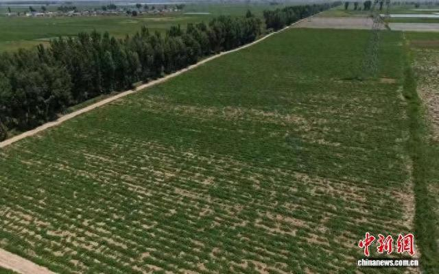 山西省忻州市忻府区西张镇魏家庄村的果蔬种植基地，连片的贝贝南瓜藤蔓铺满田间。 张媛 摄