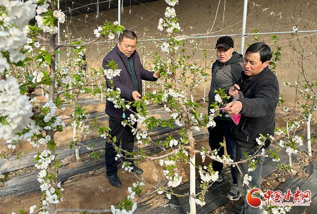 王鑫（左一）与设施大棚种植户交流，了解樱桃种植情况（资料图）