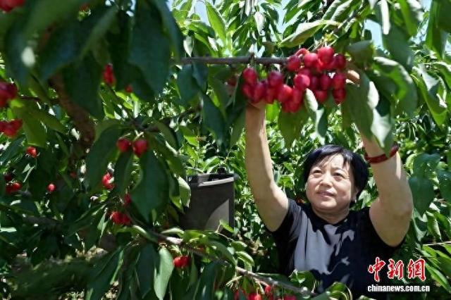 连日来，古韩镇八里庄村的樱桃采摘园，迎来采摘高峰。郭伟哲 摄