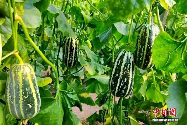 古韩镇王家庄村的香瓜种植基地迎来丰收季。 郭伟哲 摄