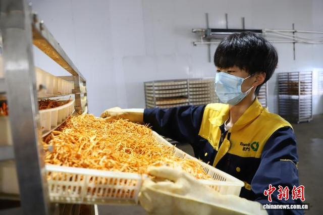 图为工人正在将蛹虫草进行深加工。 曾令刚 摄
