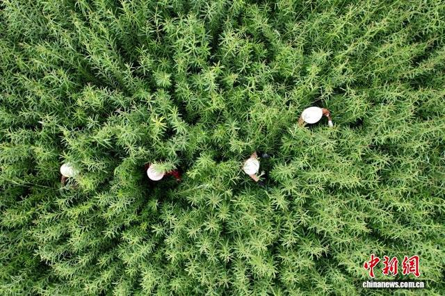 6月10日，山东临沭，当地种植的杞柳正在抽枝拔高，柳农忙着为杞柳除杈。（无人机照片）中新社记者 梁犇 摄 
