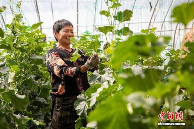 山西省长治市襄垣县多地的果蔬基地硕果满枝、瓜果飘香。郭伟哲 摄