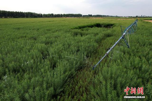 6月10日，山东临沭，当地种植的杞柳正在抽枝拔高，柳农使用自动化喷淋装置为杞柳浇水。（无人机照片）中新社记者 梁犇 摄 