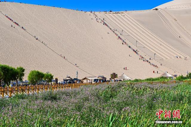 2026年6月，甘肃敦煌鸣沙山下罗布麻花竞相绽放，连片花海装点大漠风光，景致宜人。王斌银 摄