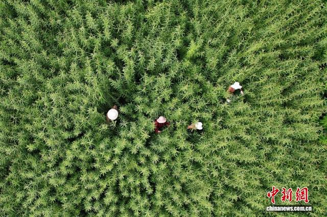 6月10日，山东临沭，当地种植的杞柳正在抽枝拔高，柳农忙着为杞柳除杈。（无人机照片）中新社记者 梁犇 摄 