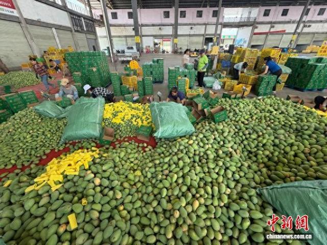 6月10日，位于广西田东县的中国芒果交易中心，工人正在打包芒果。 陈秋霞 摄
