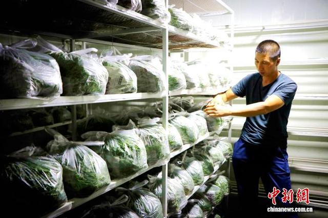 沙葱采收后完成预冷处理，通过冷链物流销往全国各地。马爱彬 摄
