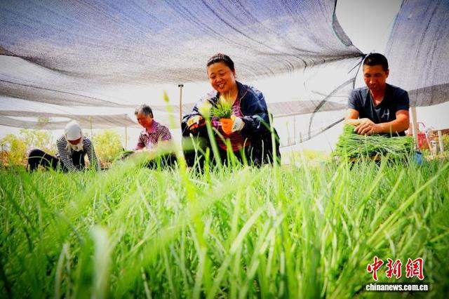 高效滴灌赋能沙葱种植，农户抢抓时节采收丰收沙葱。马爱彬 摄
