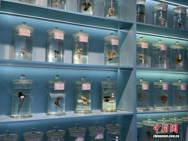 图为河西学院展示的菌类标本。 戴文昌 摄