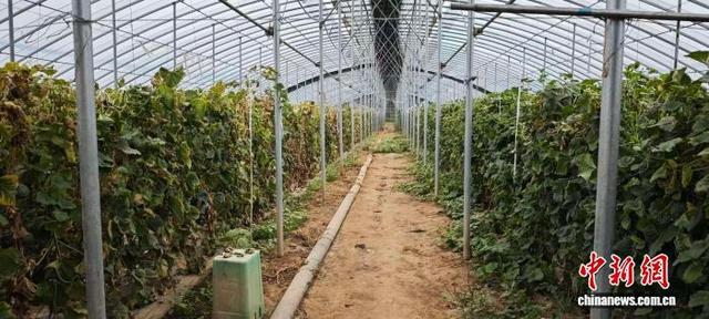 图为天津市建云通达家庭农场种植甜瓜的温室大棚。薛淳月 摄