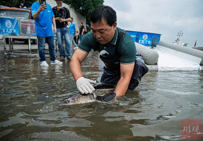 宜宾珍稀水生动物研究所所长周亮现场放归长江鲟。何海洋 摄