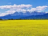 伴随白鹿歌声看大美油菜花海
