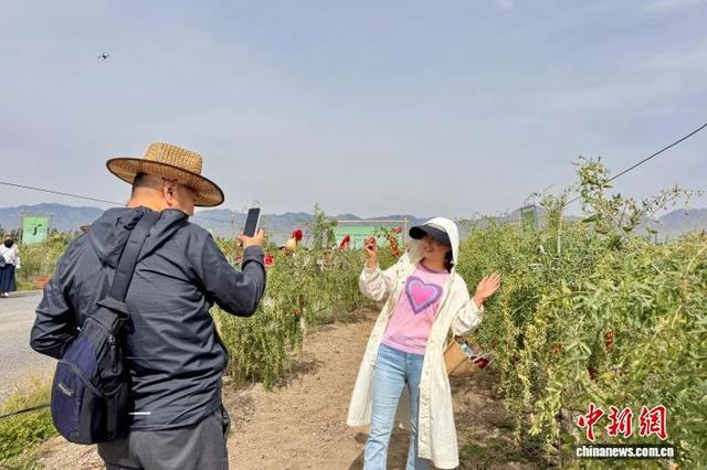 6月14日，宁夏银川百瑞源殷红子熟枸杞庄园，游客在枸杞地里拍照留念。 中新网记者 李佩珊 摄