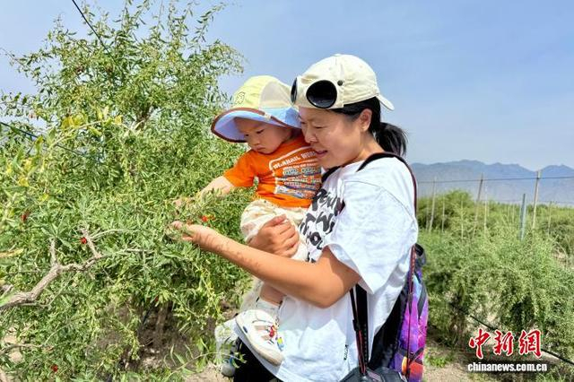 6月14日，宁夏银川百瑞源殷红子熟枸杞庄园，游客带着孩子在枸杞地里感受采摘乐趣。 中新网记者 李佩珊 摄