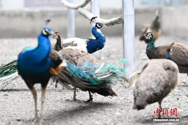 图为隆子县斗玉珞巴民族乡顶江村村民崔珍旦增养殖的蓝孔雀。中新社记者 贡嘎来松 摄
